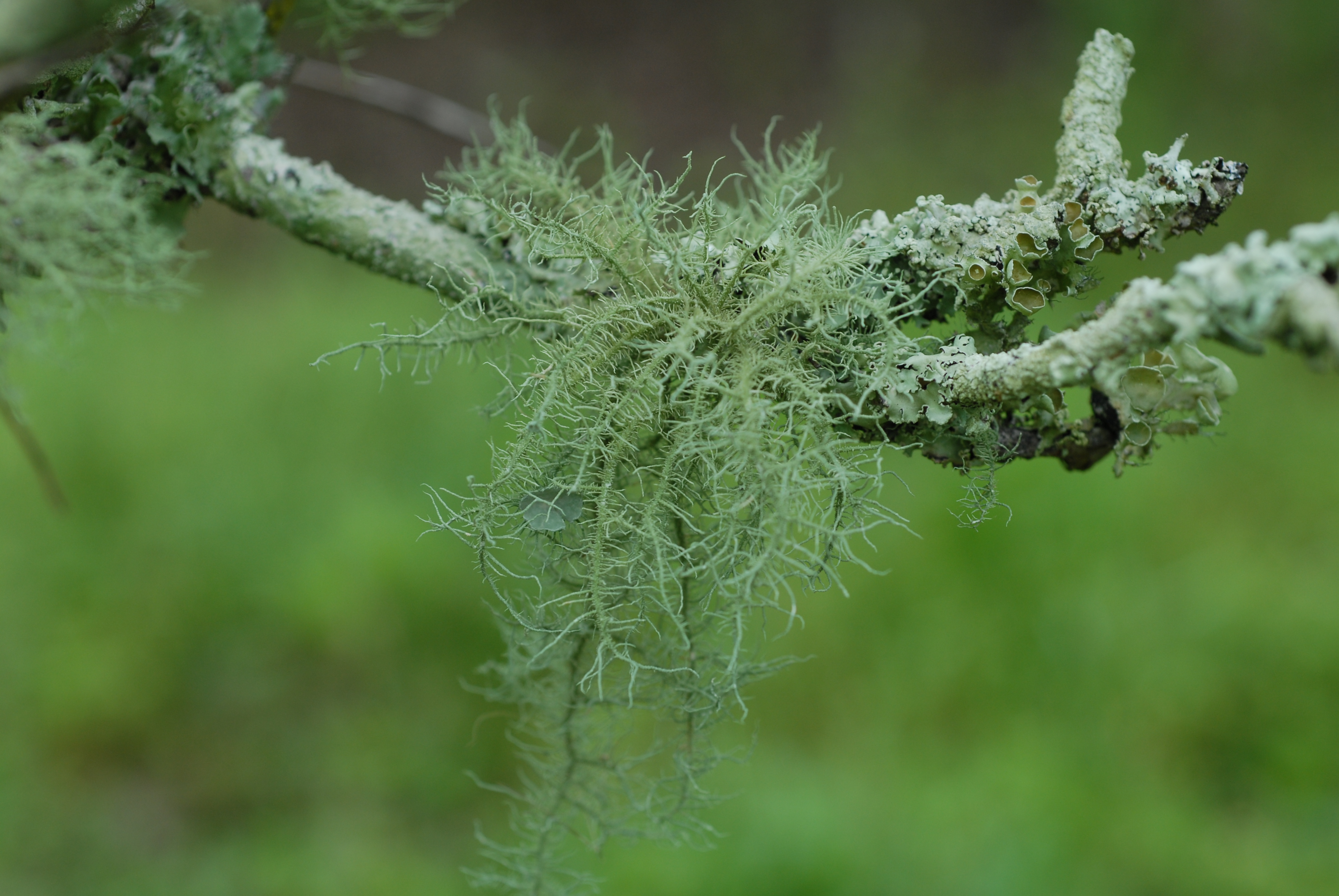 Figure 4 filamentous lichen growing on a blueberry branchjpg